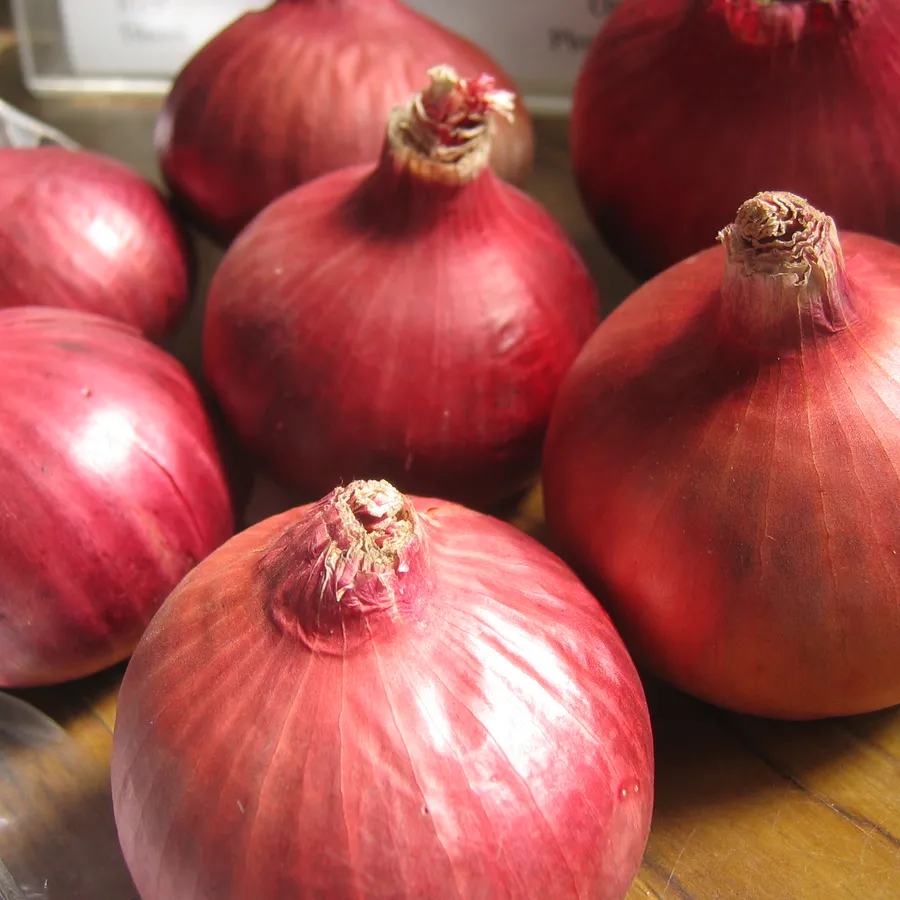 Large pink-red onions, Maharashtra