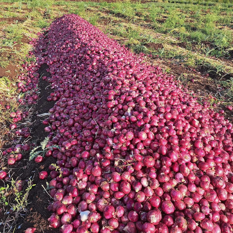 Freshly harvested red onions lined up in a Maharashtra field