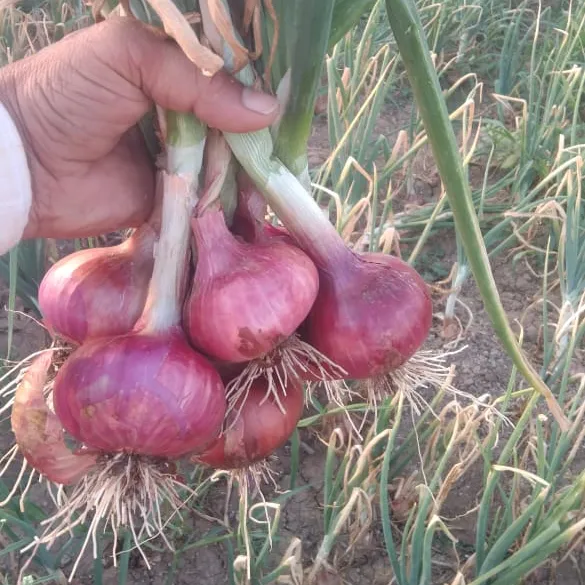 Gulabi onions just pulled from a field in Lasalgaon, Nashik