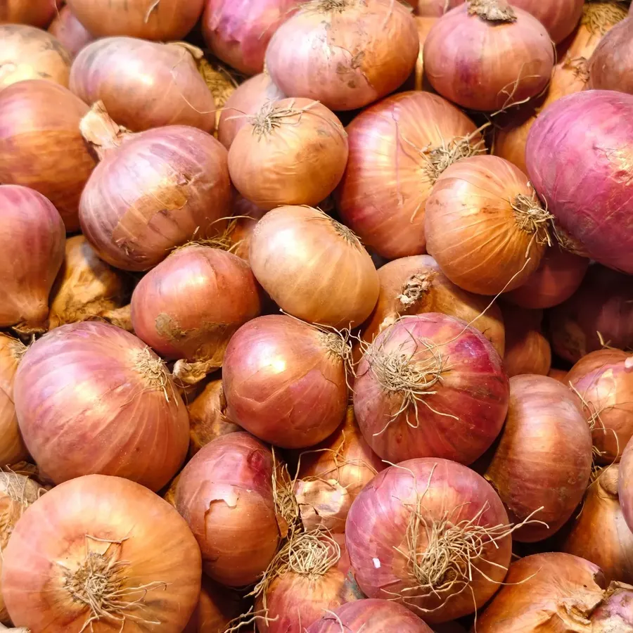 Cured red onions ready for sorting