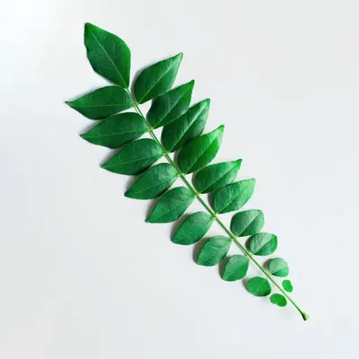 Curry Leaves