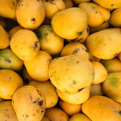 Alphonso Mango