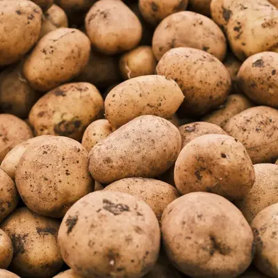 Potato