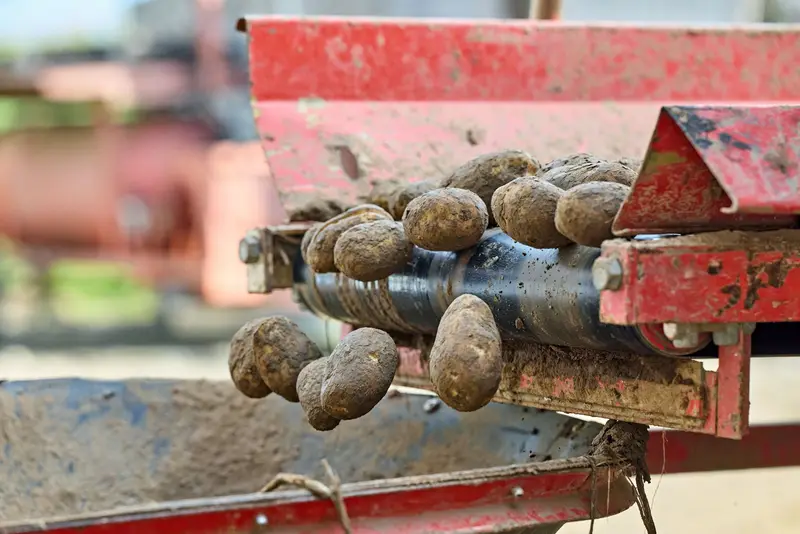 Freshly harvested produce moving along a grading conveyor