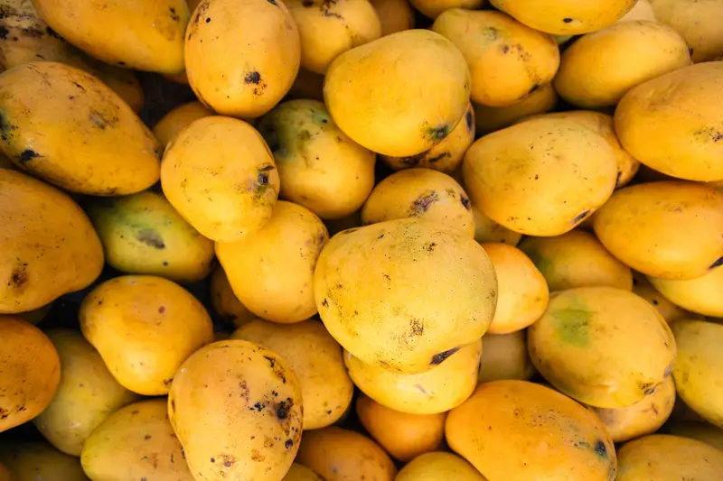 Alphonso Mango for export from India