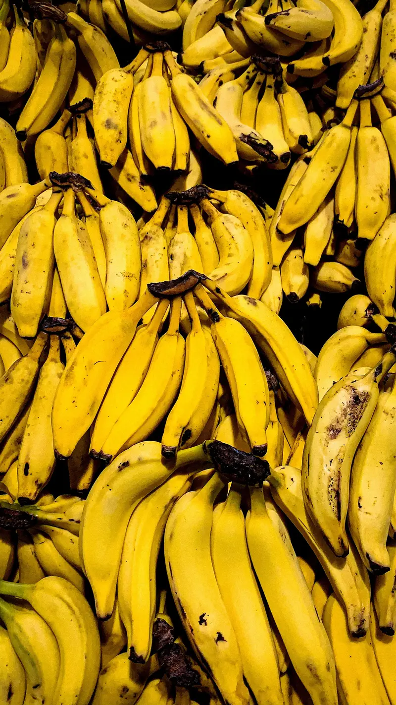 Hands of fresh green G9 bananas for export