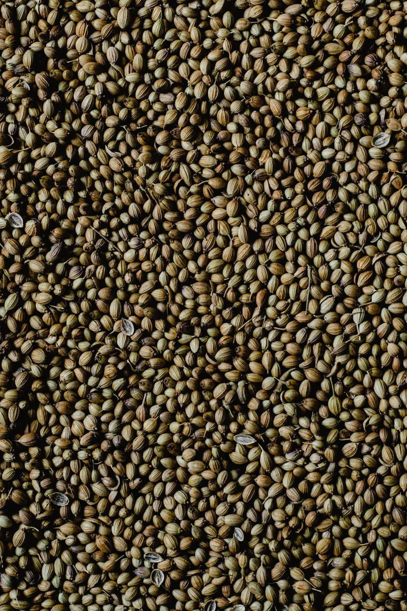 Coriander Seeds for export from India