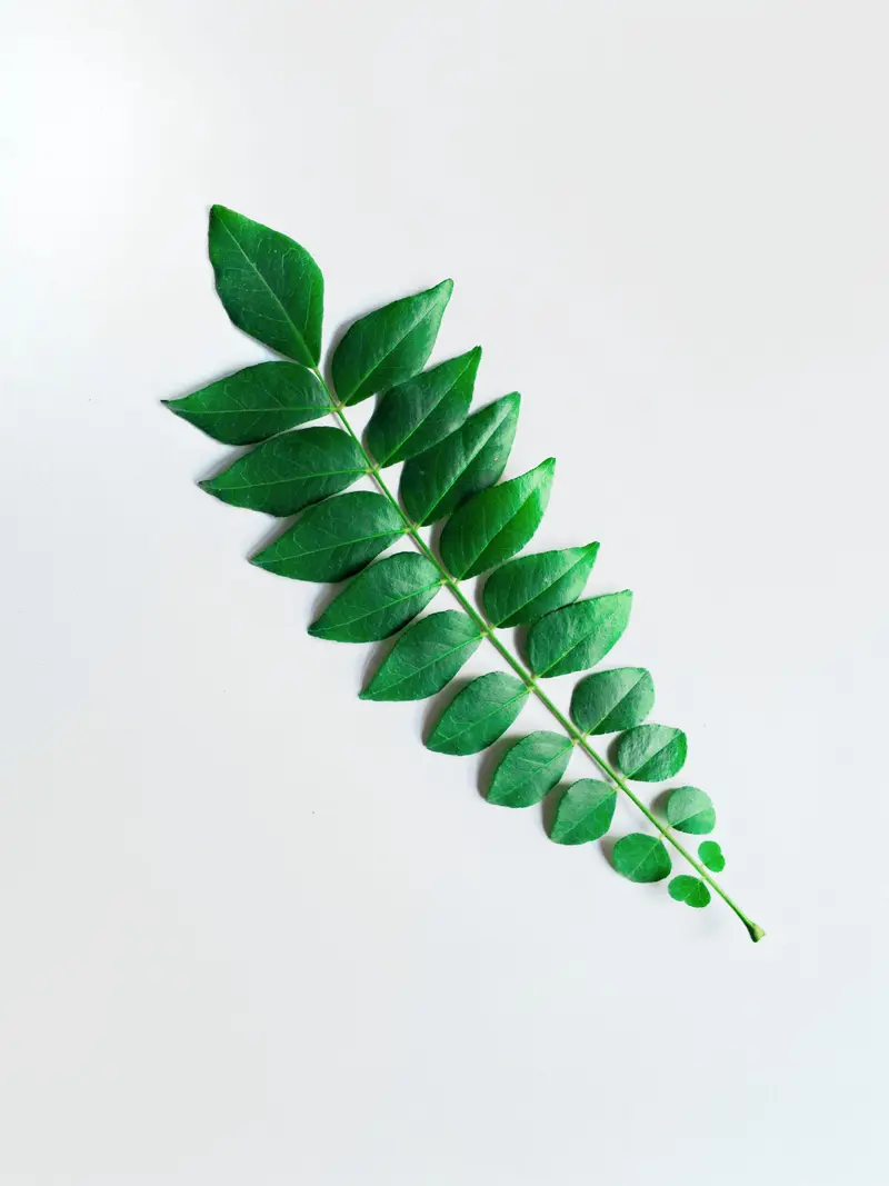 Curry Leaves for export from India