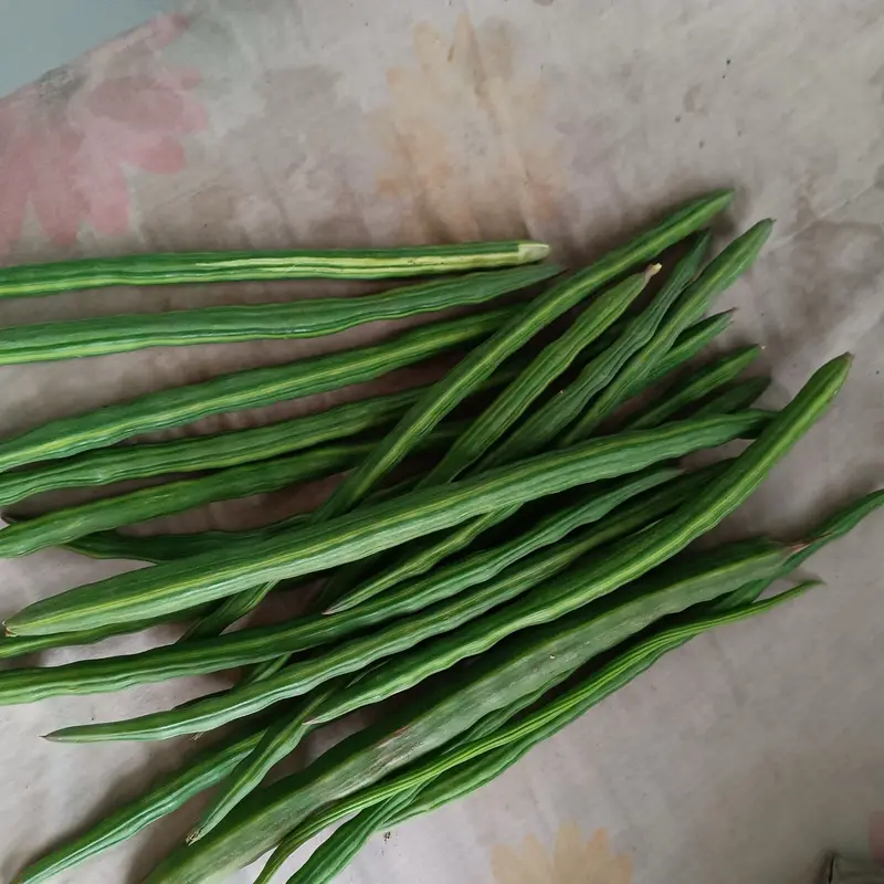 Fresh green drumstick (moringa) pods for export
