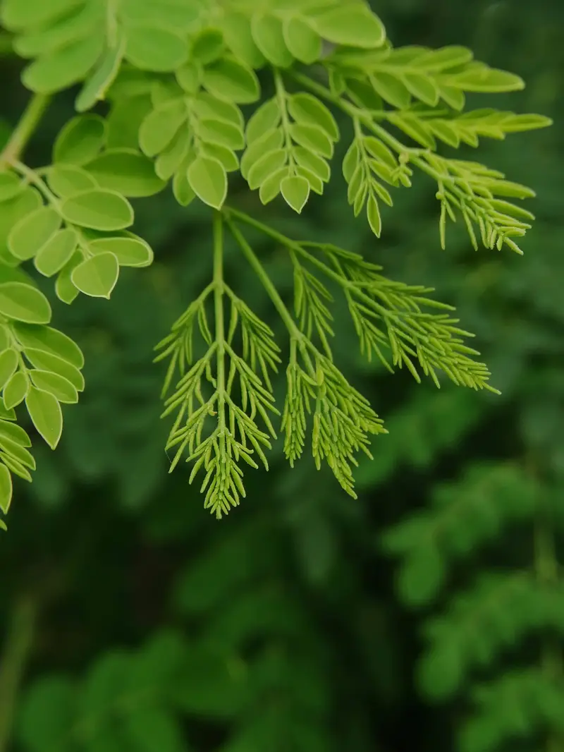 Moringa Leaves for export from India