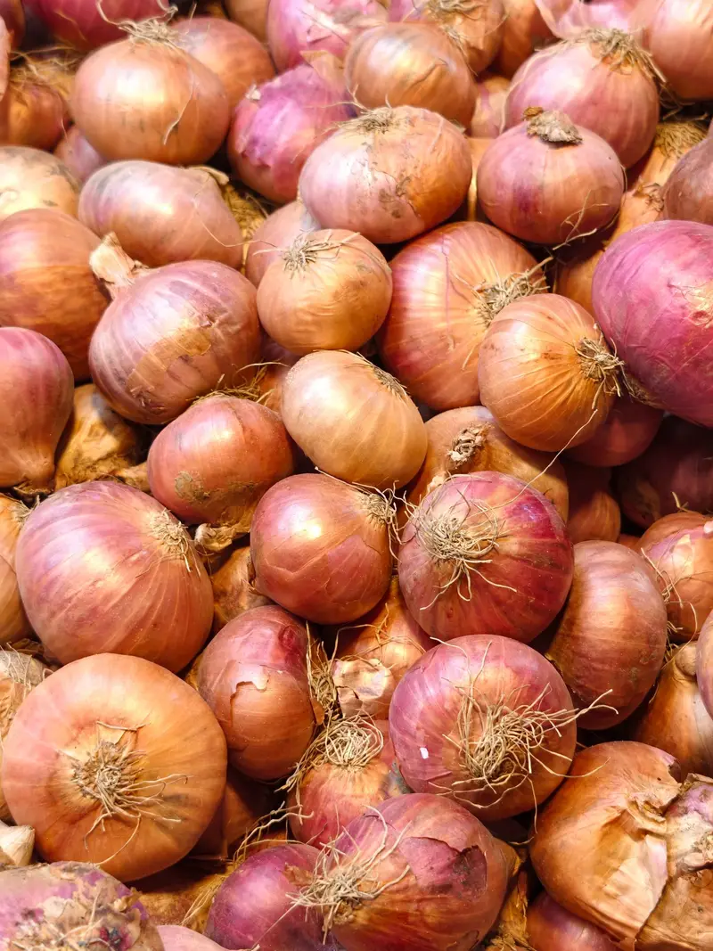 Pile of fresh red and pink onions graded for export
