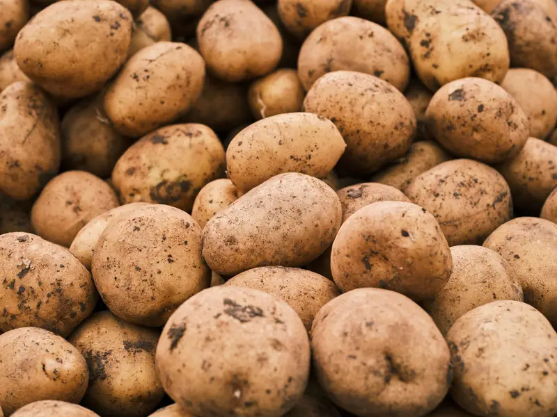 Potato for export from India
